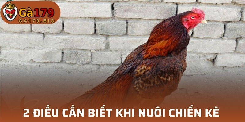 2 điều cần biết khi nuôi chiến kê 