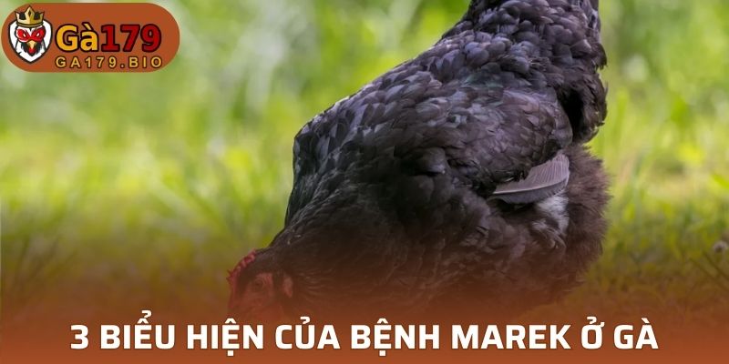 3 biểu hiện bệnh Marek