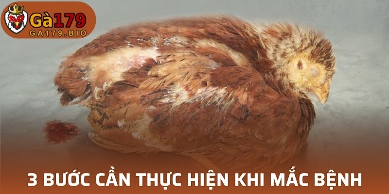 3 bước cần thực hiện khi mắc bệnh viêm phổi ở gà 