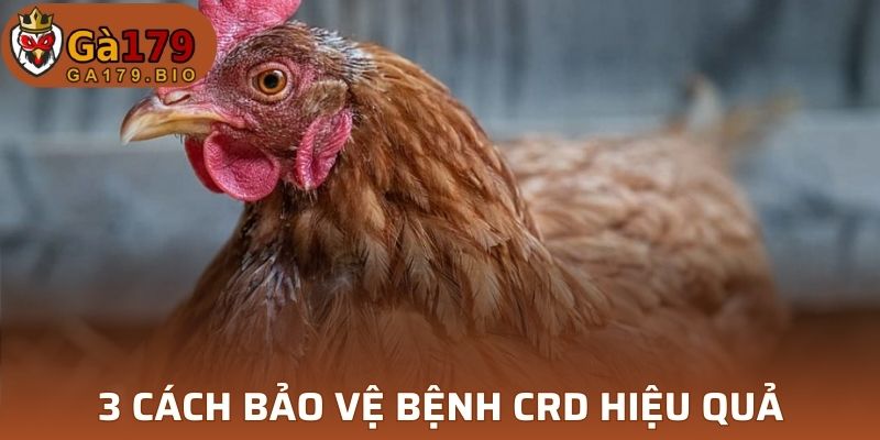 3 cách bảo vệ Bệnh CRD