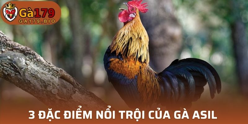 3 đặc điểm nổi trội của gà Asil 