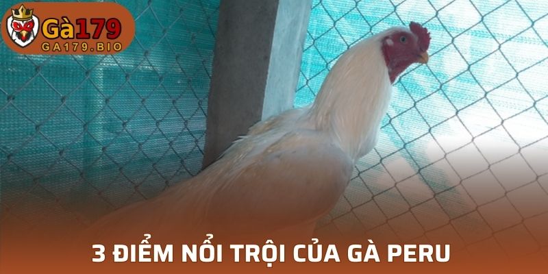 3 điểm nổi bật gà Peru