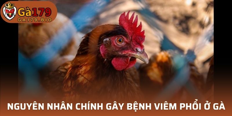 3 nguyên nhân chính gây mầm bệnh viêm phổi ở gà