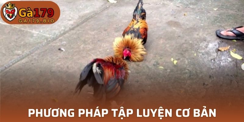 3 phương pháp cơ bản về cách huấn luyện đá gà cựa sắt