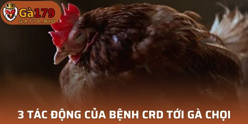 3 tác động bệnh CRD