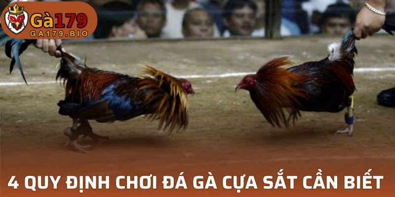 4 quy định chơi đá gà cựa sắt cần biết 