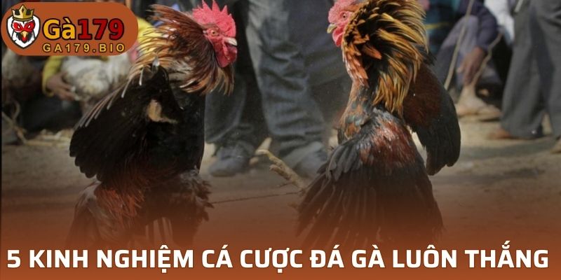 5 kinh nghiệm cá cược đá gà campuchia luôn thắng