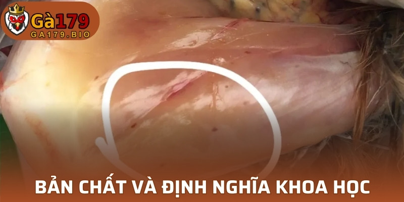 Bản chất và định nghĩa khoa học