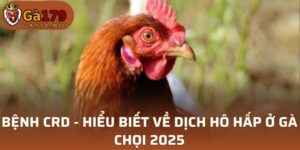 Bệnh CRD