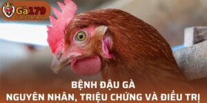 Bệnh Đậu Gà