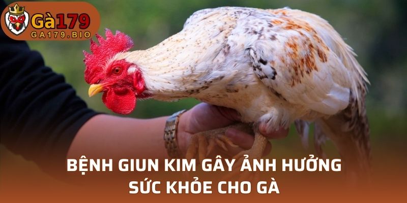Bệnh giun kim gây ảnh hưởng sức khỏe cho gà