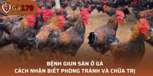 Bệnh giun sán ở gà