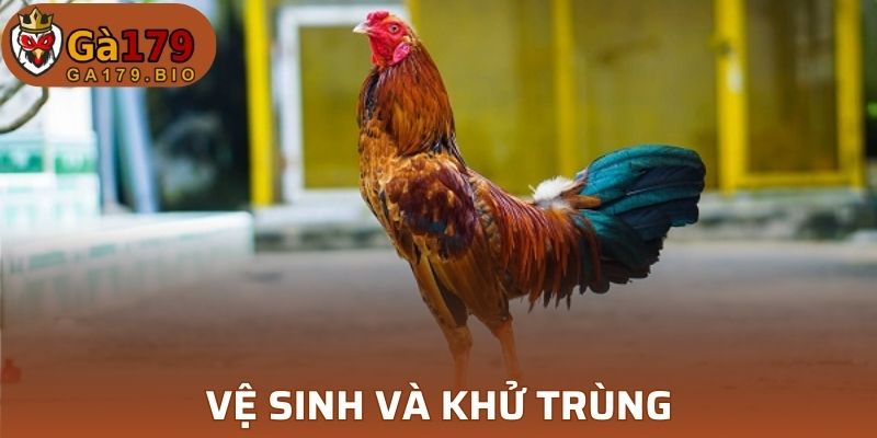 Bệnh thương hàn gà khử trùng