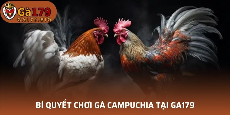 Bí quyết chơi gà Campuchia