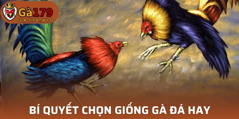 Bí quyết chọn giống gà đá hay