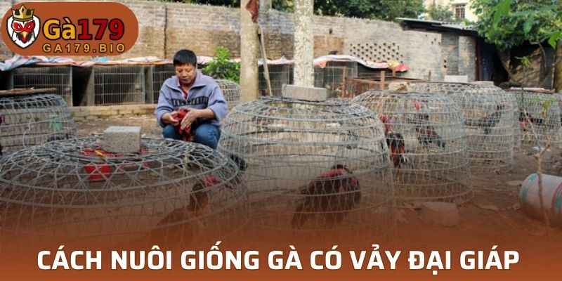 Cách chăm sóc chiến kê