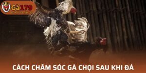 Cách chăm sóc gà chọi sau khi đá
