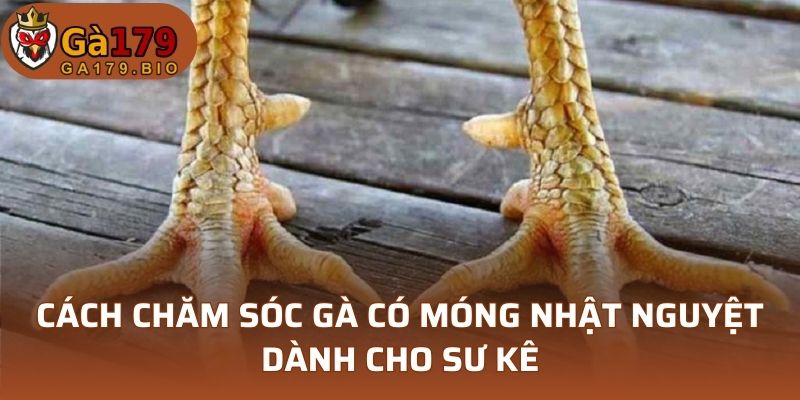 Cách chăm sóc gà có móng nhật nguyệt dành cho sư kê