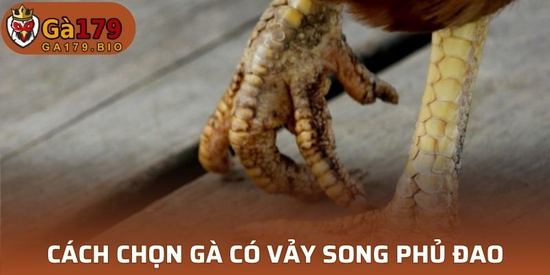 Cách chọn gà có vảy Song Phủ Đao