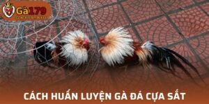 Cách huấn luyện đá gà cựa sắt