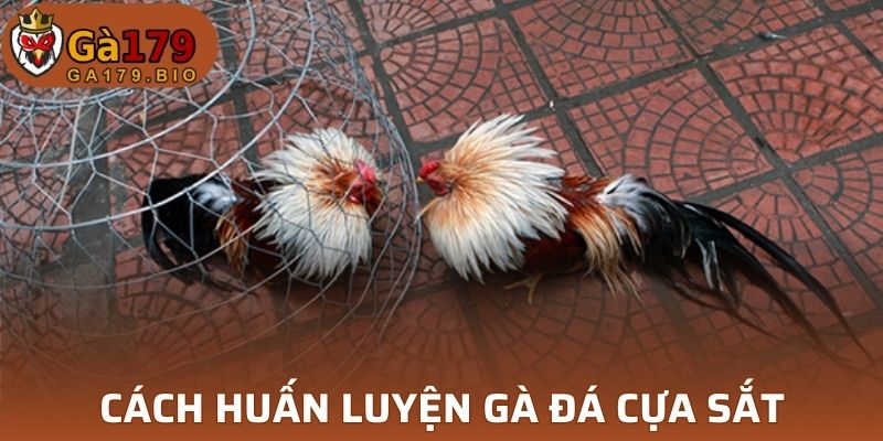 Cách huấn luyện đá gà cựa sắt