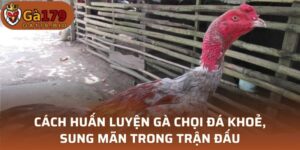 Cách huấn luyện gà chọi