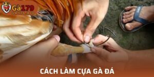 Cách làm cựa gà đá