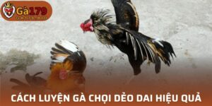 Cách luyện gà chọi dẻo dai