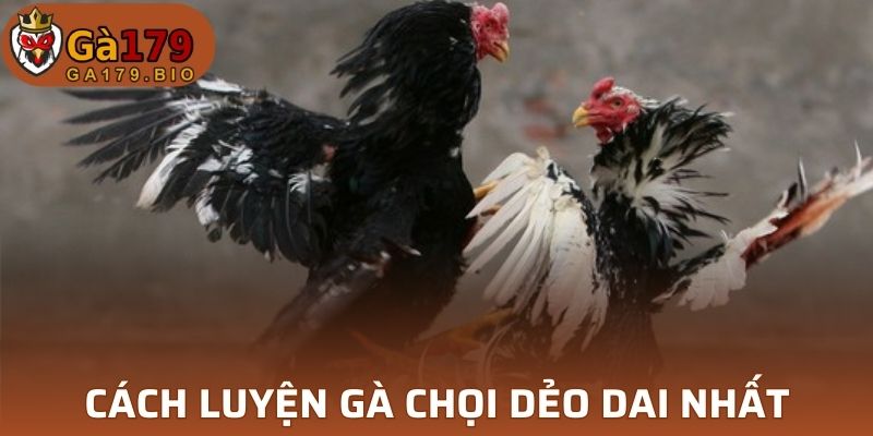 Cách luyện gà chọi dẻo dai nhất
