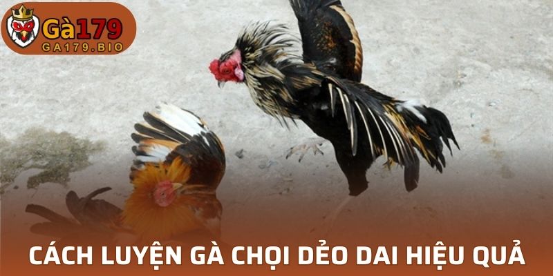 Cách luyện gà chọi dẻo dai