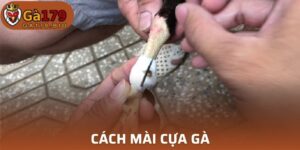 Cách mài cựa gà