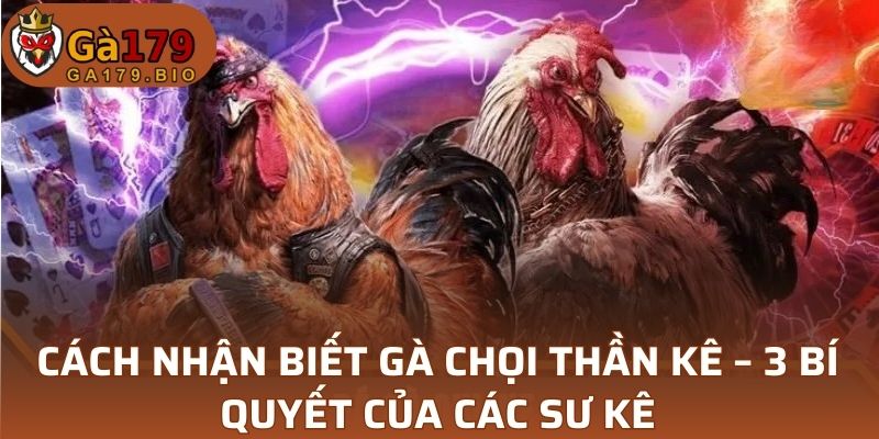 Cách nhận biết gà chọi thần kê