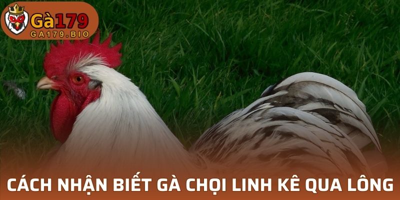 Cách nhận biết qua lông