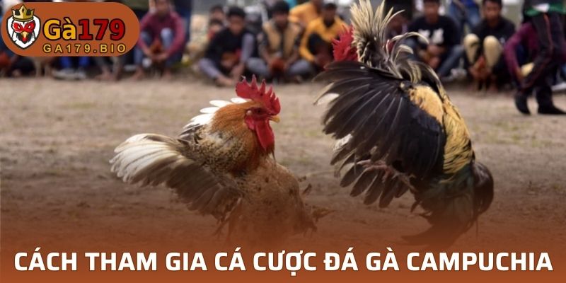 Cách tham gia cá cược đá gà Campuchia