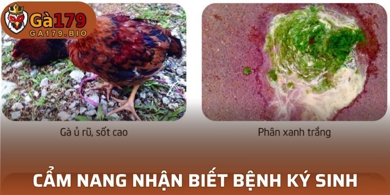 Cẩm nang nhận biết nhanh bệnh ký sinh ở gia cầm