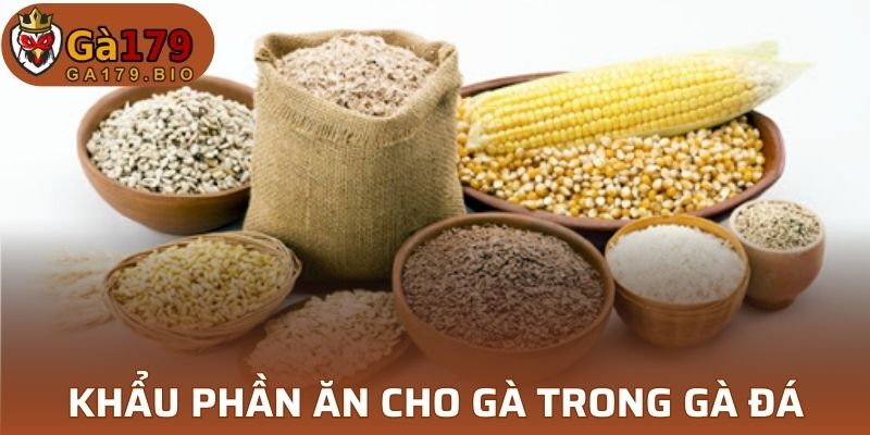 Chế độ ăn của gà trong từng giai đoạn bạn nên biết