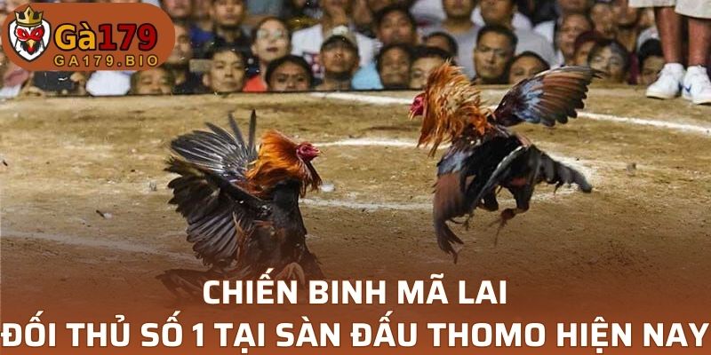 Chiến binh Mã Lai - Đối thủ số 1 tại sàn đấu Thomo hiện nay