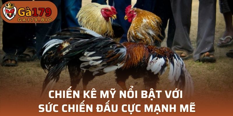 Chiến kê Mỹ nổi bật với sức chiến đấu cực mạnh mẽ
