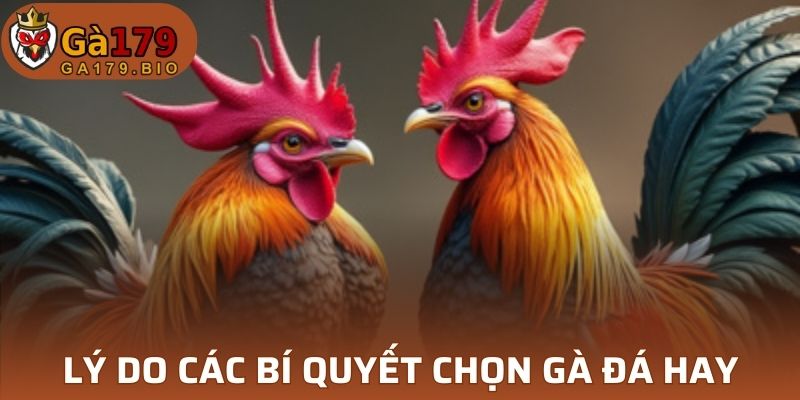 Chọn giống gà đá hay giúp gia tăng cơ hội thắng