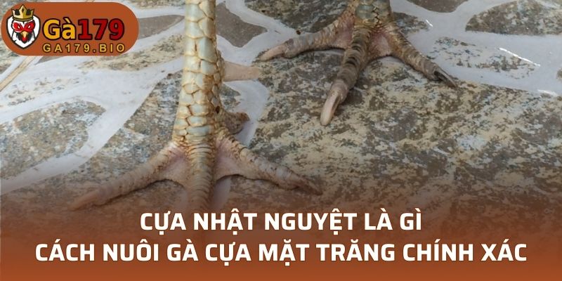 Cựa Nhật Nguyệt