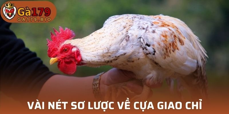 Cựa nổi bật bởi thiết kế độc đáo