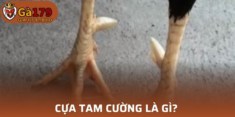 Cựa Tam Cường là gì? 