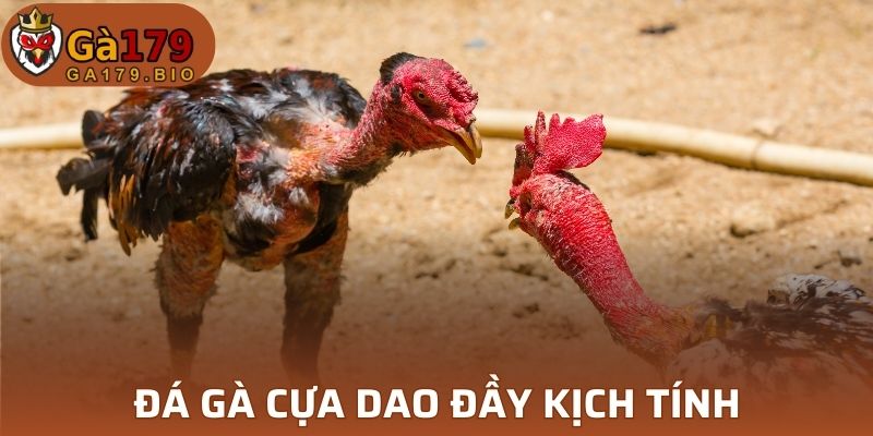 Đá gà cựa dao đầy kịch tính