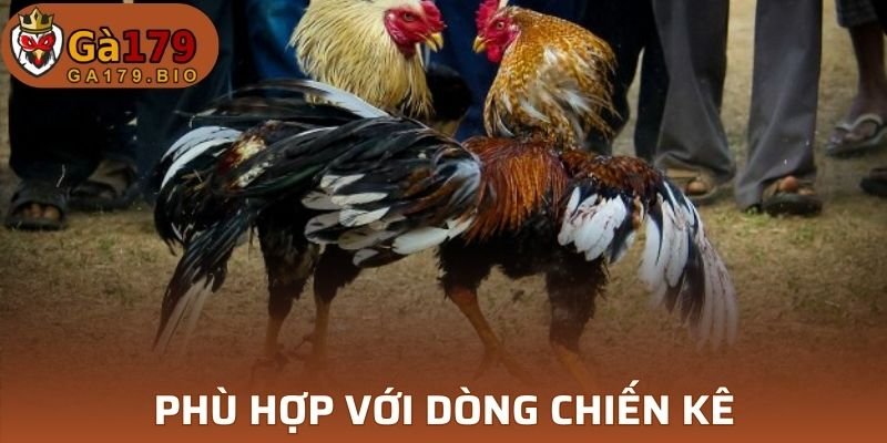 Dòng gà có liên quan mật thiết