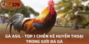 Gà Asil