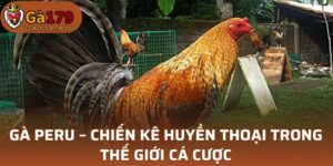 Gà Peru