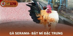Gà Serama