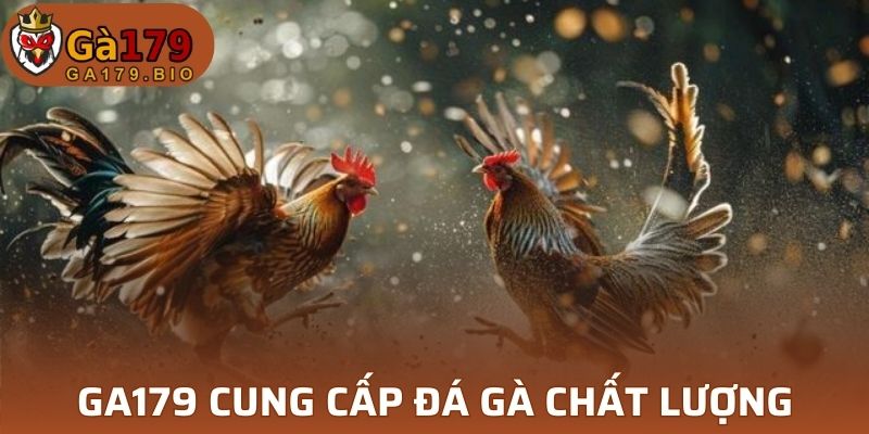 GA179 cung cấp đá gà chất lượng full HD sắc nét