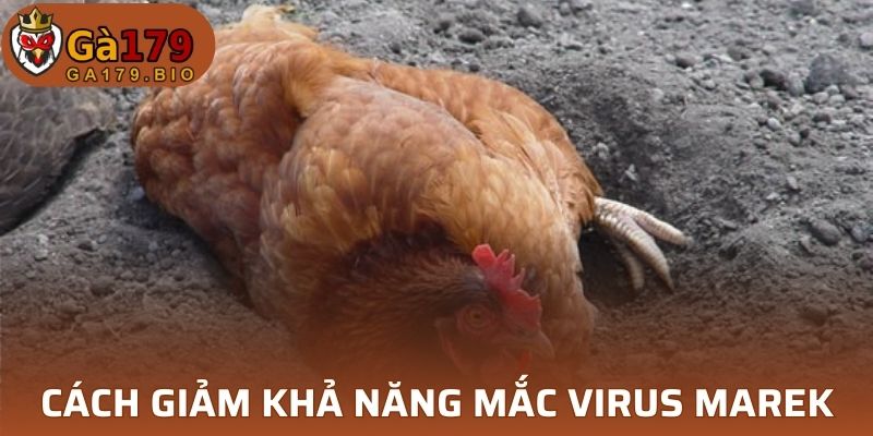 Giảm khả năng bệnh virus Marek