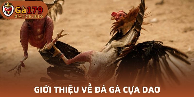 Giới thiệu đá gà cựa dao